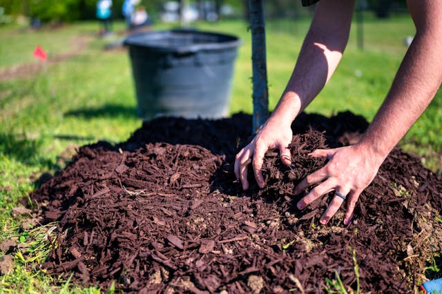 mulching volcano can be dangerous to your plants