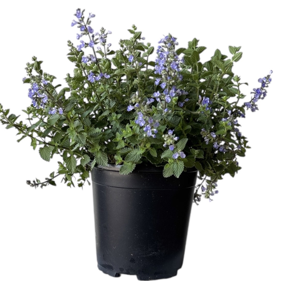 Perennials