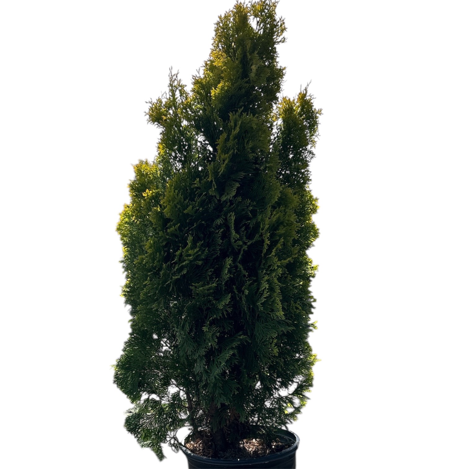 Arborvitae-American 'Jantar' - 3 Gallon - MassMulch