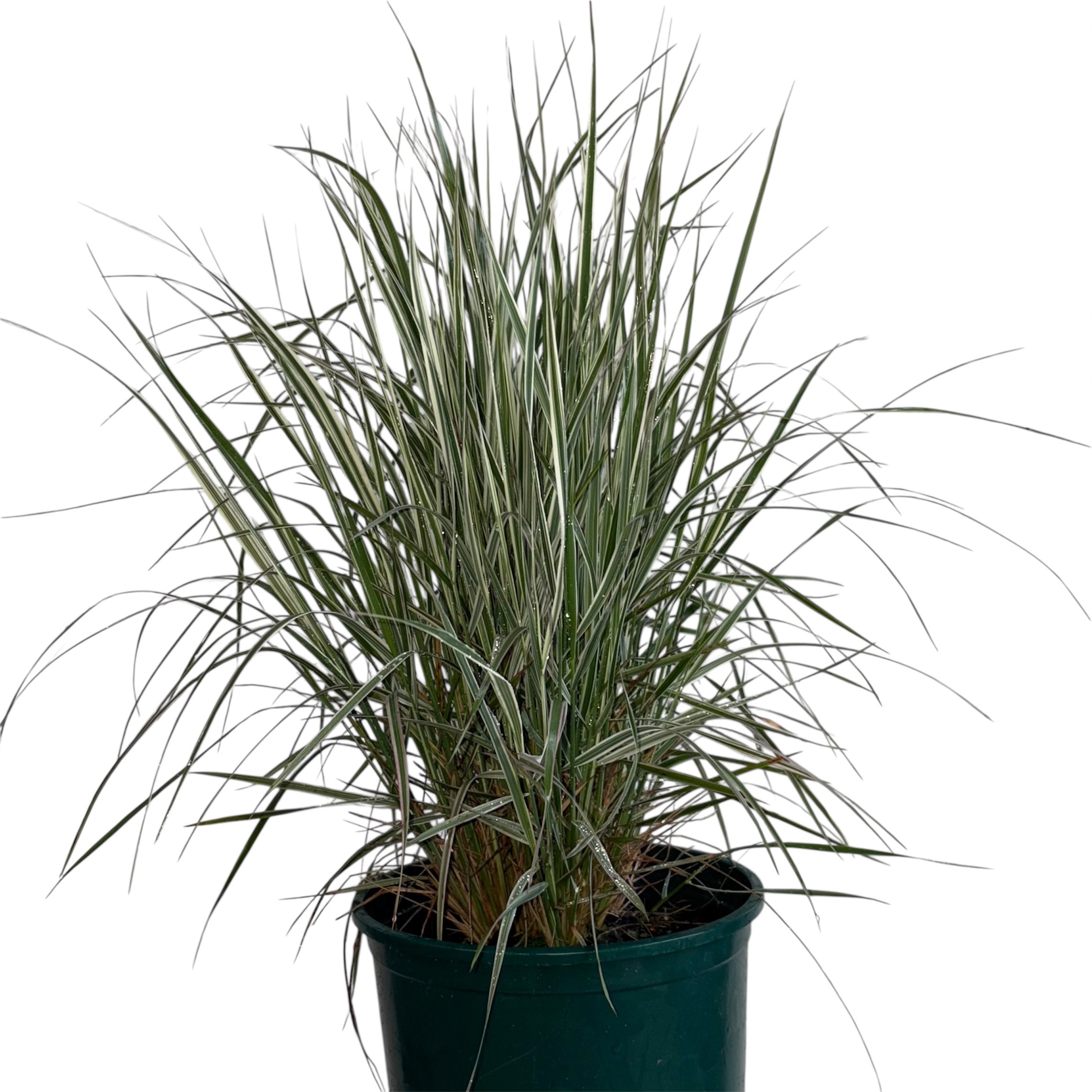 Grass 'Hello Spring' - 2 Gallon - MassMulch