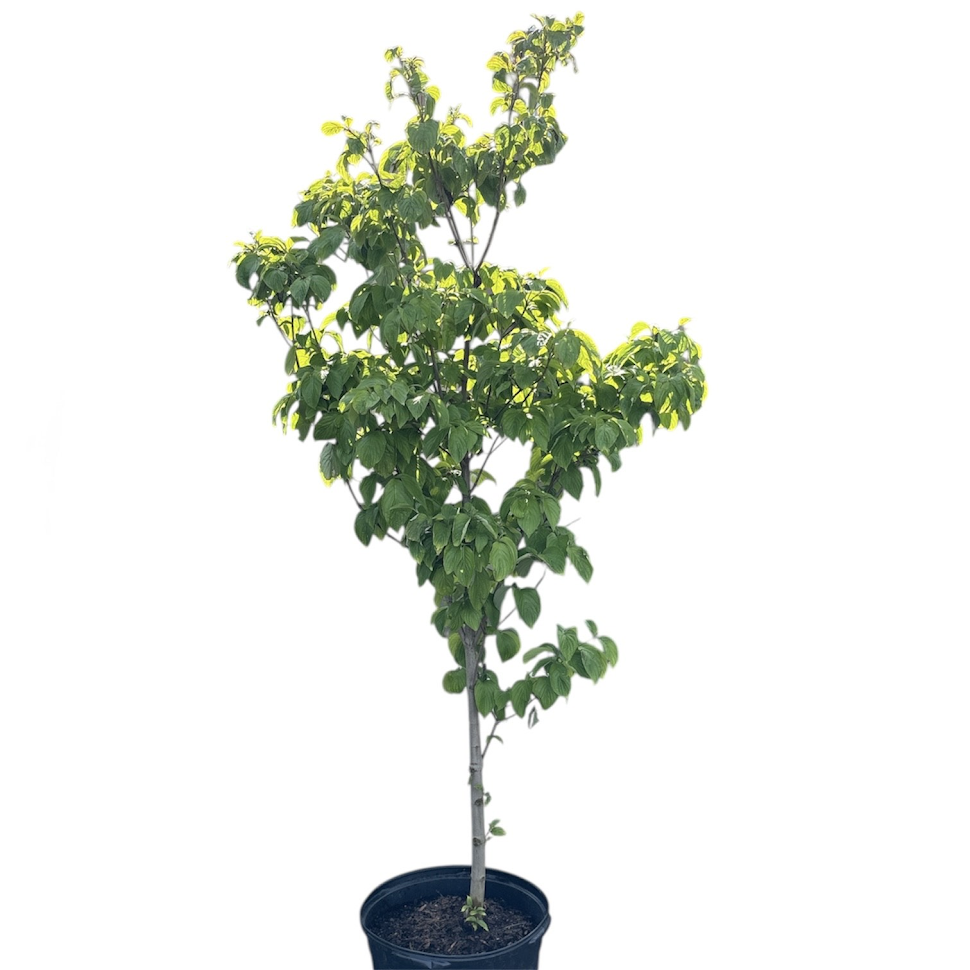 Trees