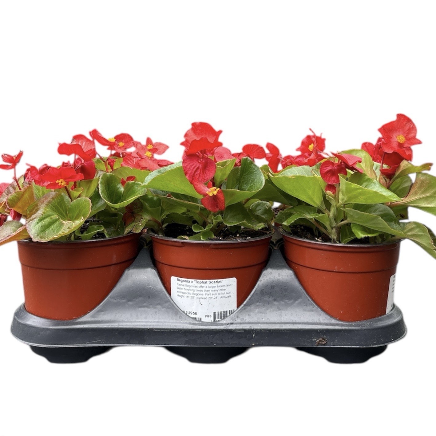 Begonia 'Tophat Scarlet' - 6″ Pot - 6pk - MassMulch